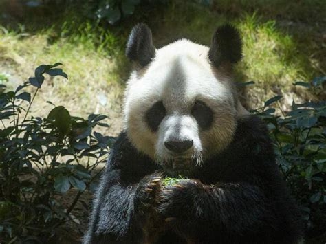 Morto An An Il Panda Più Longevo In Cattività Aveva 35 Anni Corriereit