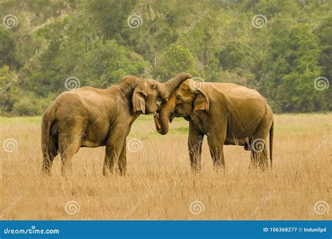 Elephants In Love Stock Image Image Of Young Colourful 106368277