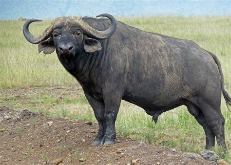 Water Buffalo African Buffalo Deadly Animals Animals