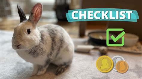 What You Need For A Rabbit And Budget Tips Youtube