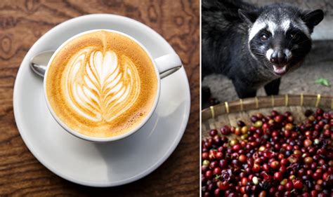 Check spelling or type a new query. World's Most Expensive Coffee, Made From Poop Of Civet Cat ...