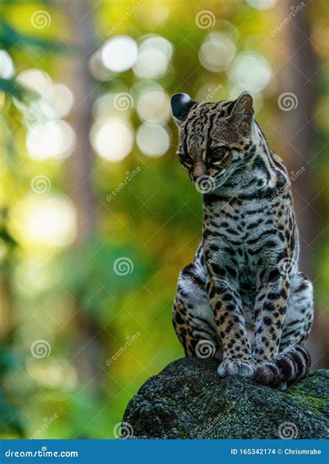 Female Margay Leopardus Wiedii Early Morning In Forest In Csota Rica