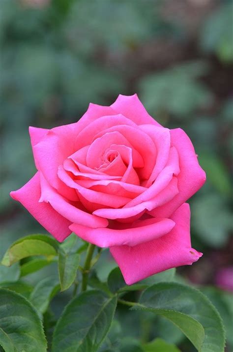 Плетистые розы для озеленения сада купить саженцы плетистых роз в