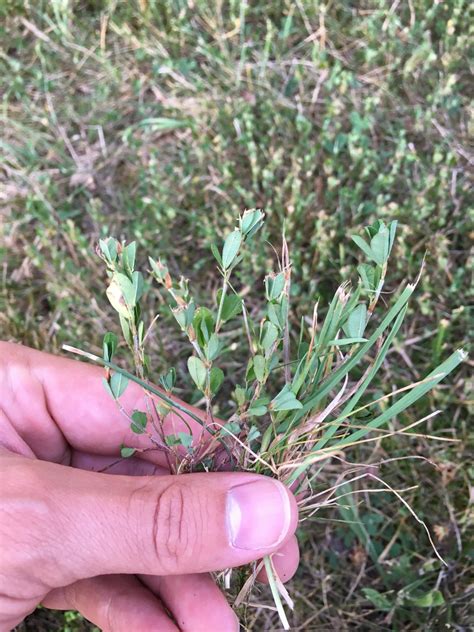 Weed Id Help Lawn Care Forum