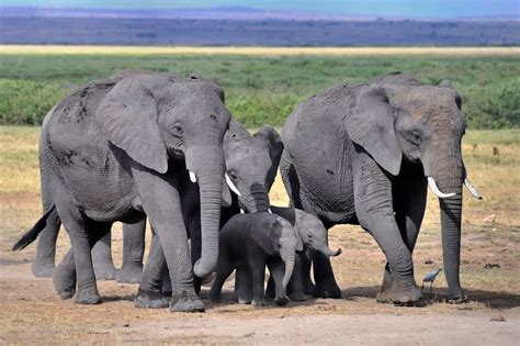 Why We Refuse To Let The Elephant Families In Amboseli Die One Green