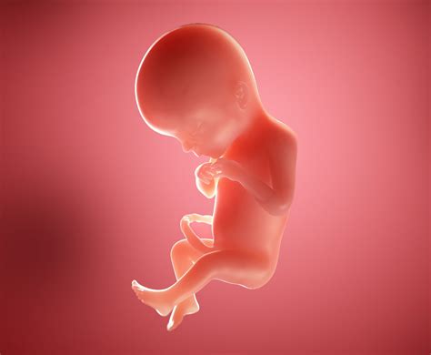 19 Weeks Pregnant Week By Week Pregnancy Symptoms Baby Development