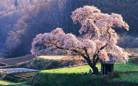 Japanese Cherry Blossom Garden Wallpaper