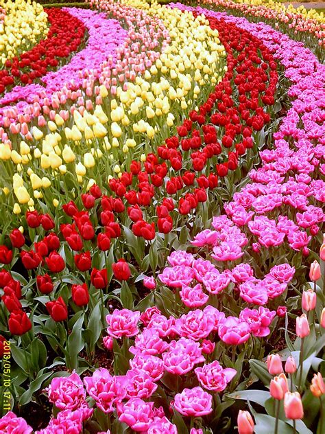 The colourful flower fields that have come to symbolise holland can be seen in these areas around april. Keukenhof, Holland | Flores bonitas, Flores exóticas ...