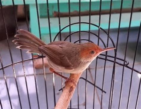 Ini adalah kabar bagus untuk anda. 7 Jenis Prenjak Yang Paling Bagus Untuk Masteran Burung Kontes