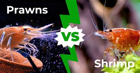 Prawns Vs Shrimp Main Differences Explained Az Animals