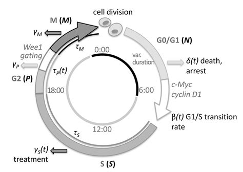 The cell cycle is the sequence of events that take place to enable dna replication and cell division. Cell cycle model. Cells progress along four phases: G0/G1 ...
