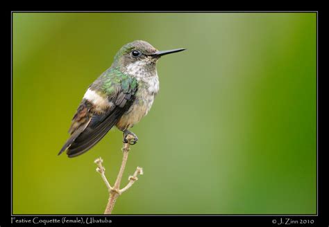 Festive Coquette Female Ubatuba Brazil © Janet Zinn 2010