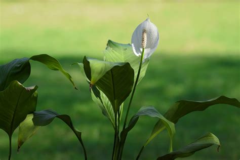 Peace Lily Meaning And Symbolism Gfl Outdoors