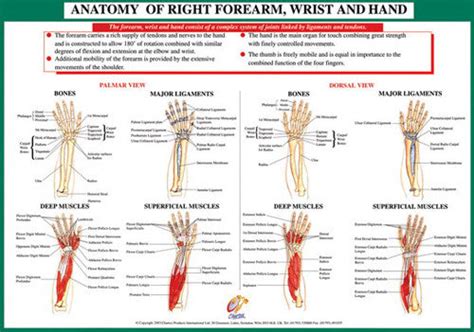 Anatomy Of Forearm Wrist And Hand Health And Fitness Wall Chart Poster