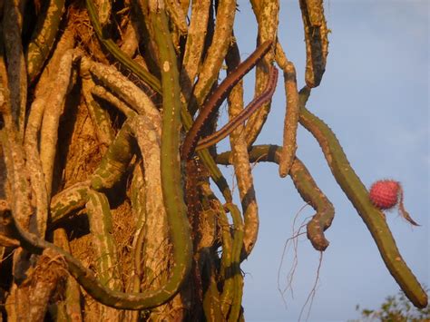 What kind of cactus grows on a tree? climbing cactus | Explore cyanocorax's photos on Flickr ...