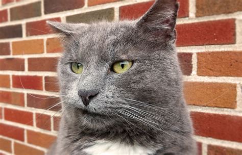 Every cat is different, and factors like age, illness, and type of wound matter a great deal. Is Neosporin Safe for Cats