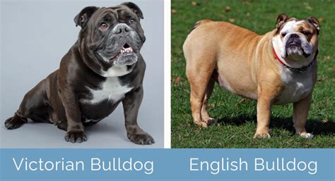 Victorian Bulldog Vs English Bulldog Whats The Difference Hepper