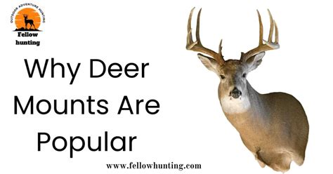 Unveiling The World Of Different Types Of Deer Mounts Poses Fellow