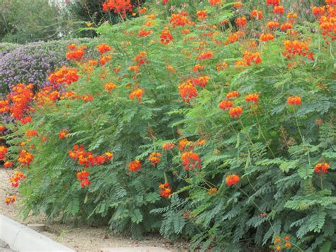 The Best Arizona Desert Flowering Bushes And Review Flamboyan