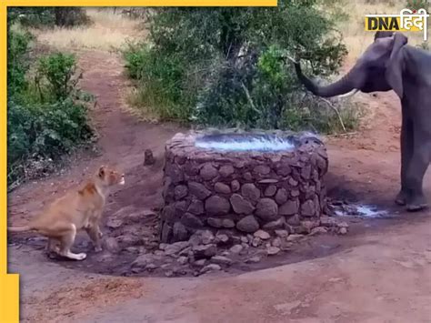 शेरनी कर रही थी आराम तभी आ गया हाथी फिर मचा जंगल में बवाल देखिए Video