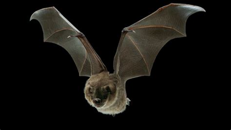 Sciencetake Secrets Of The Bat Wing Video