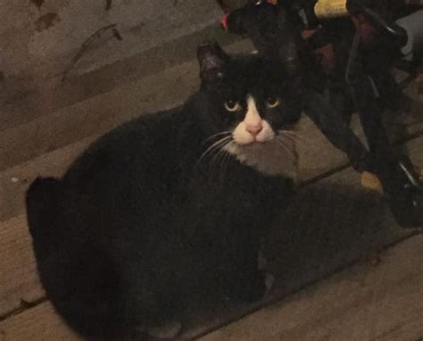 Black And Whit Cat Found On Crescent Street Waltham The Cat Connection