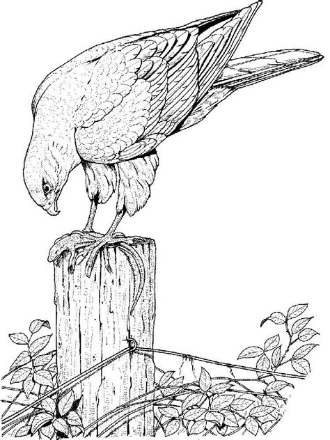 Hawk coloring pages. Download and print Hawk coloring pages