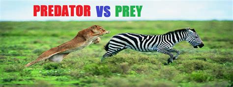 Predator Vs Prey