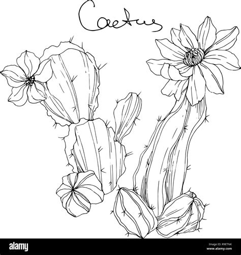 Vector Cacti Floral Botanical Flower Black And White Engraved Ink Art