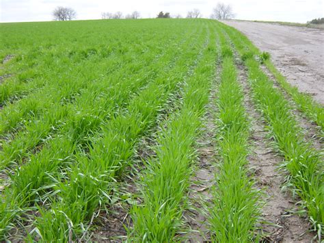 Knowledge northern wheat plantation black desert mobile. Plants as drought detectors in the U.S. Great Plains ...