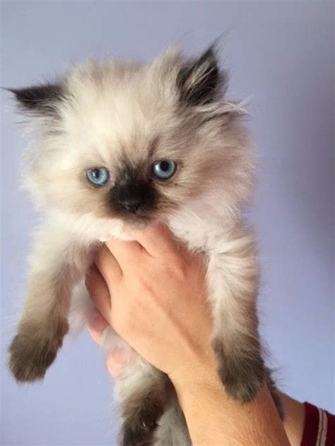 28 Himalayan Kittens For Sale In Michigan Furry Kittens
