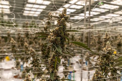 Our Facility — Impressed Cannabis