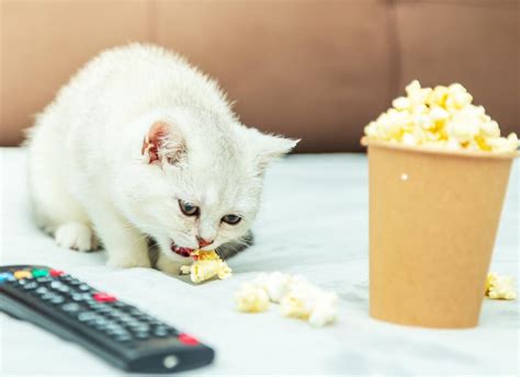 Can Cats Eat Popcorn Modern Vet