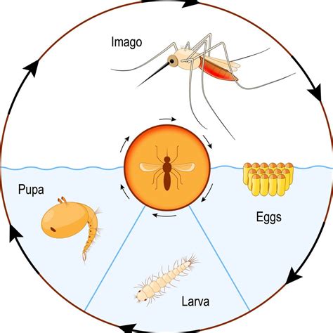 8b2 Arthropods – HumanBio