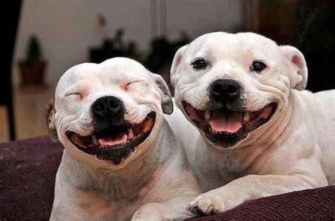 I Love It When Dogs Have Big Smiles On Their Faces And They Do Smile