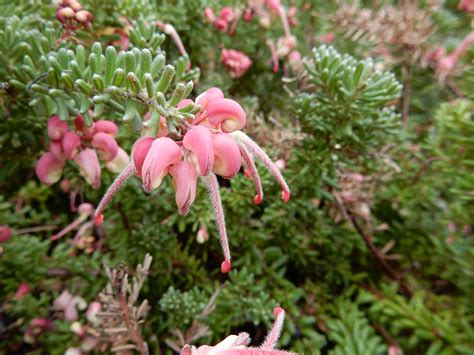 Shrub identification may be made on the basis of the characteristic properties of shrubs such as some are trees, some grow as woody shrubs. Free Images : tree, nature, outdoor, blossom, leaf, flower ...