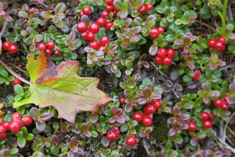 Close Up Of Low Bush Cranberries On Tundra Denali National Park