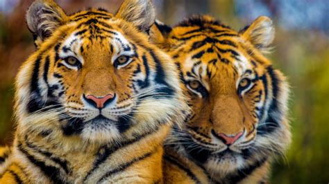 National Park Rantgamore India Bengali Tiger 4k Ultra Hd