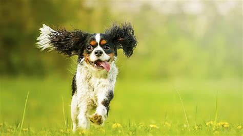 Animales Por Qué Tu Perro Se Vuelve Loco De Felicidad Cuando Llegas A