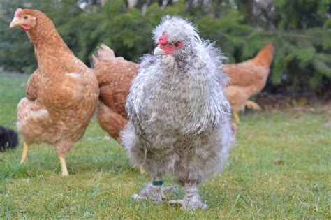 Silkie Chicken Eggs Meat Breed Facts And More Chickenmag