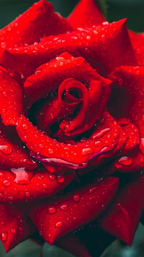Download Wallpaper 938x1668 Rose Drops Rain Petals Macro Red