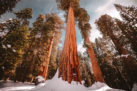 How To Visit Sequoia National Park In The Winter Huge Area Travel Guide
