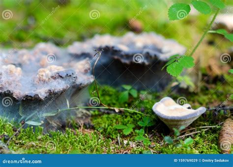 Tundra Fungi