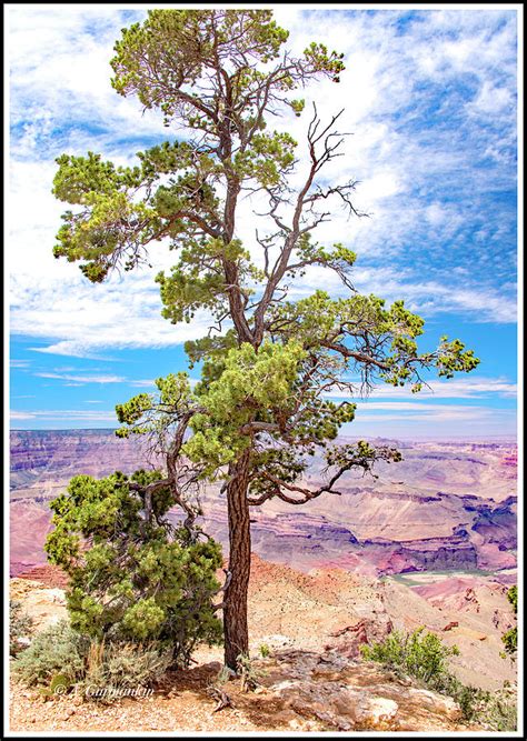 Pinon Pine Tree South Rim Grand Canyon Arizona Photograph By A