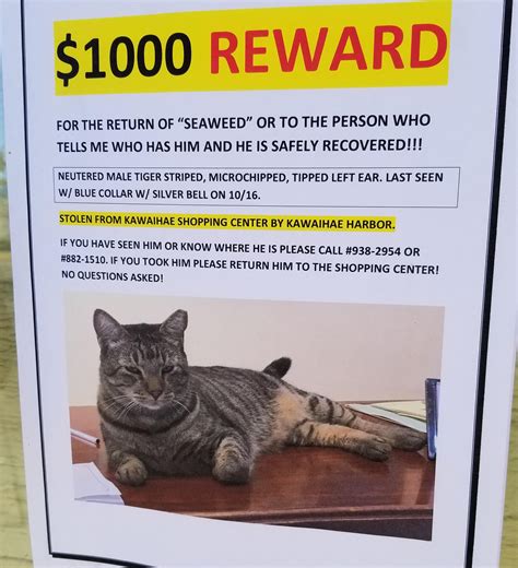 Stolen cat in Kawaihae Harbor, Waimea, Big Island. Please help. $1000