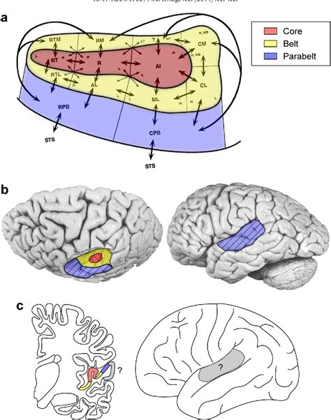 Pdf Functional Organization Of Human Auditory Cortex Investigation