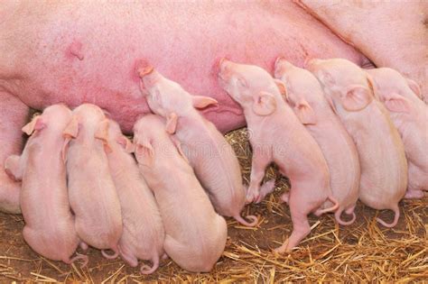 Baby Pigs Feeding With Mother Stock Photo Image Of Farm Birth 16997124