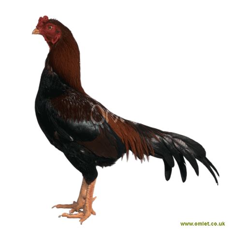 asil chickens asil for sale chicken breeds