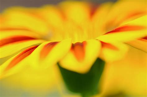 Hintergrundbilder Sonnenlicht Gelbe Blumen Fotografie Makro Grün