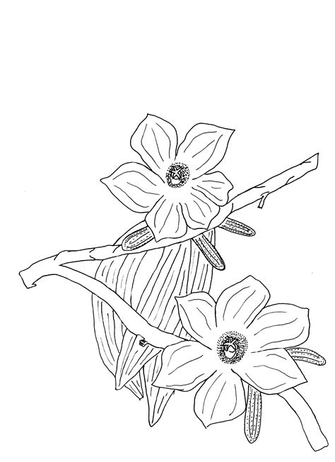 Cotton Plant Drawing At Getdrawings Free Download